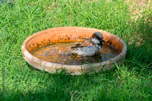 Sparrow in the Water 