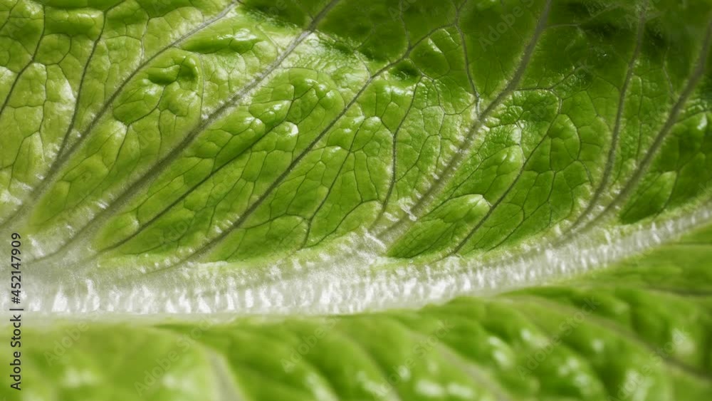 vegetable macro close up vegetable macro close up