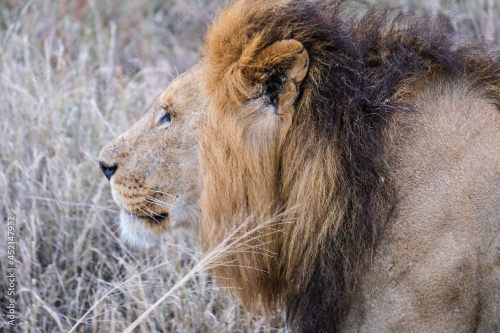 Naklejka premium Lion head in profile, close-up capture in savannah gras