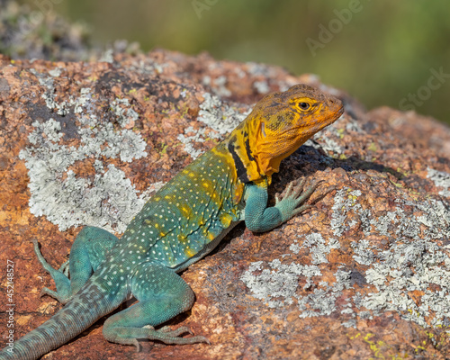 Male Eastern Collared Lizard