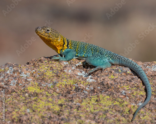 Male Eastern Collared Lizard