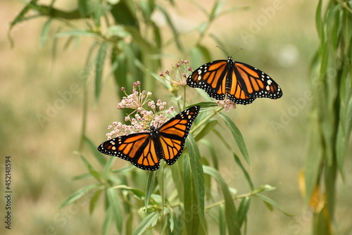 Monarch butterflies on swamp milkweed photo