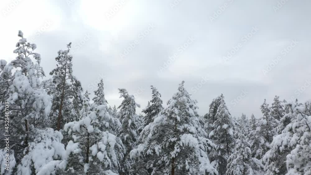 snow covered trees in forest snow covered trees in forest