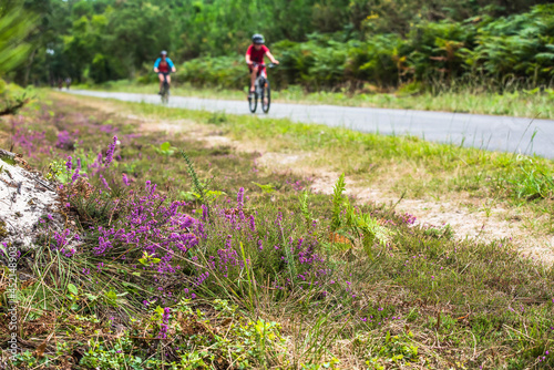 cycle path crossing the Landes forest