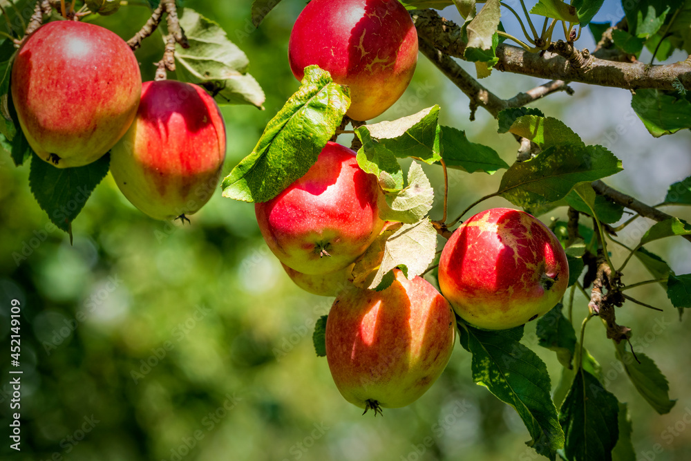 apples on tree apples on tree