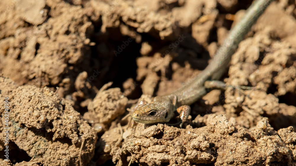 small gray lizard crawling on the sand, macro photo small gray lizard crawling on the sand, macro photo