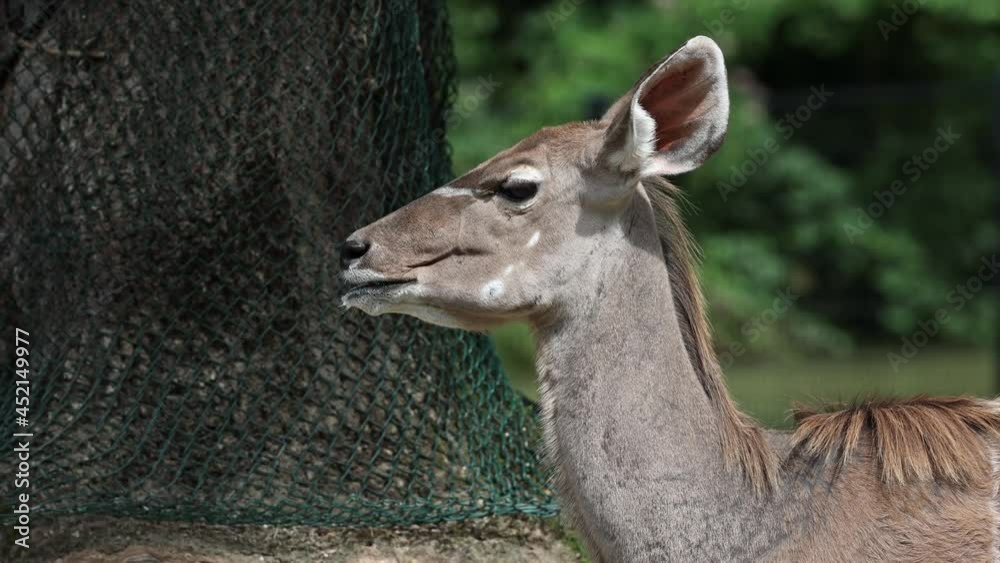 Greater kudu, Tragelaphus strepsiceros is a woodland antelope found throughout eastern and southern Africa. Greater kudu, Tragelaphus strepsiceros is a woodland antelope found throughout eastern and southern Africa.