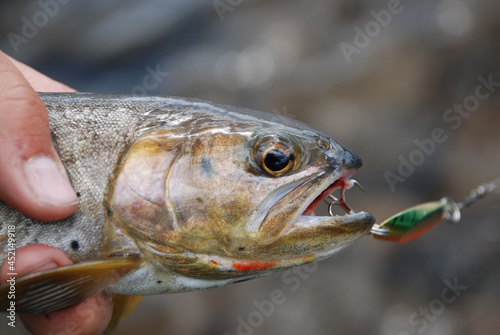 A cutthroat trout aught on a spoon