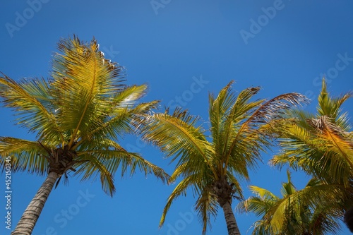 Parm Trees in the sun in the Spanish Sun.