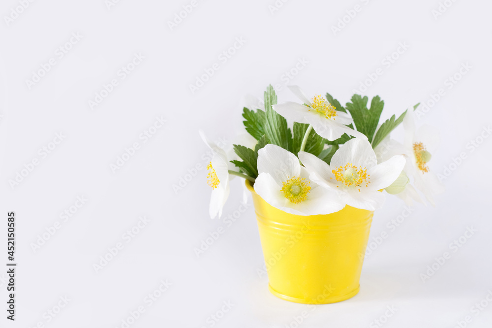 Spring anemones in little vase on white background