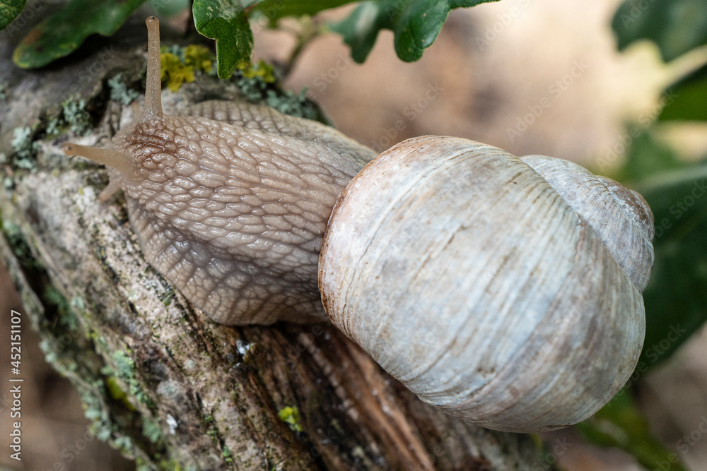escargot sur une branche d'arbre escargot sur une branche d'arbre