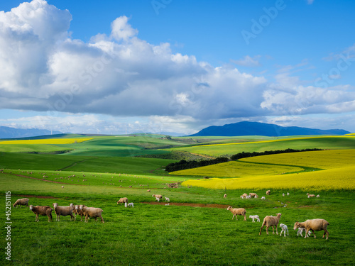 Beautiful rolling hills of canola flowers and farmlands in spring. Sheep graze in the fields with the Klipheuwel Wind Farm in the background. Near Caledon, Overberg, Western Cape, South Africa.