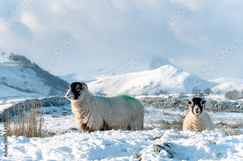 sheep in the winter mountains photo
