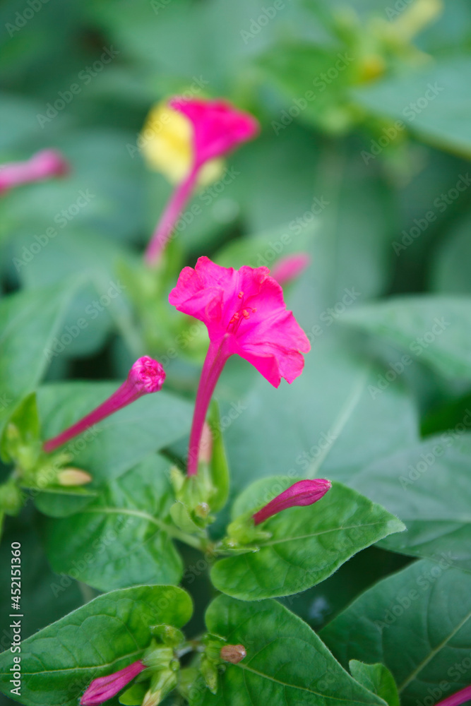 Mirabilis jalapa crimson flower, macro. Shallow DOF Mirabilis jalapa crimson flower, macro. Shallow DOF