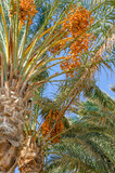 The ripening bright orange fruits of dates on a date palm