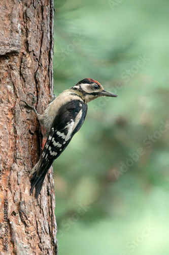 Great Spotted Woodpecker ( Dendrocopos major) in a tree in the forest of Noord Brabant in the Netherlands. Green bokeh background. 