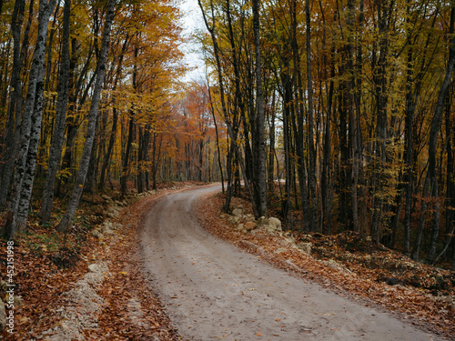 Autumn forest leaves road in nature travel