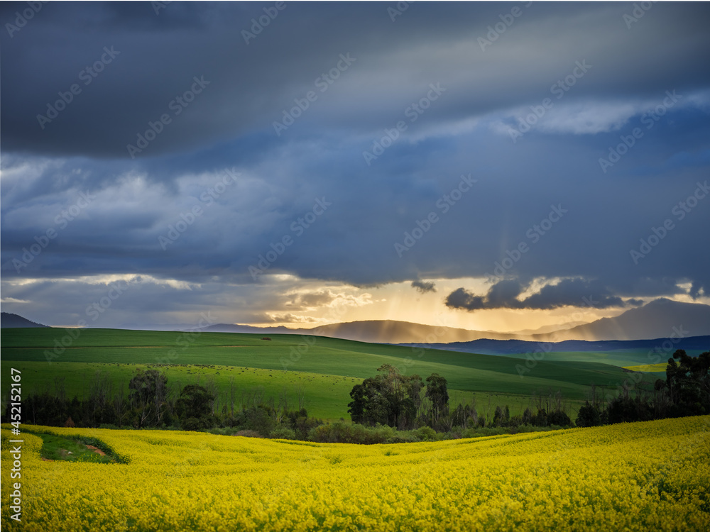 Beautiful rolling hills of Canola flowers and farmlands in spring. Near Caledon, Overberg, Western Cape, South Africa.