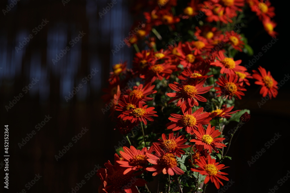 Red flowers of Chrysanthemum 'Kengai Style' in full bloom
Red flowers of Chrysanthemum 'Kengai Style' in full bloom