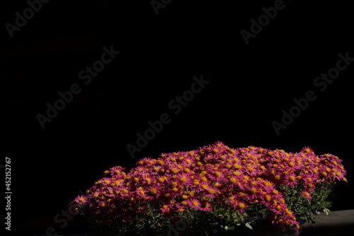 Pink flowers of Chrysanthemum 'Kengai Style' in full bloom
 photo