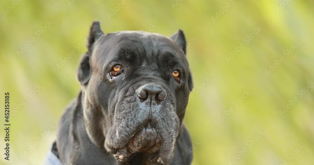 Black Cane Corso Dog Sitting Near Lake Under Tree Branches. Dog Wears In Warm Clothes. Big Dog Breeds. Close Up Portrait Black Cane Corso Dog Sitting Near Lake Under Tree Branches. Dog Wears In Warm Clothes. Big Dog Breeds. Close Up Portrait