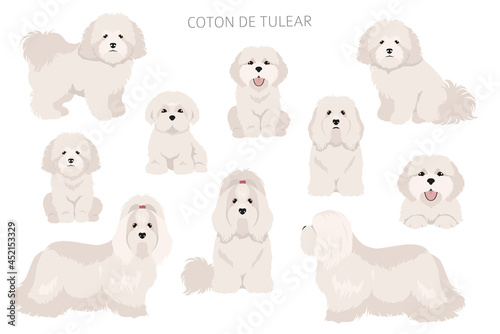 Valokuva Coton de Tulear clipart. Different poses, coat colors set