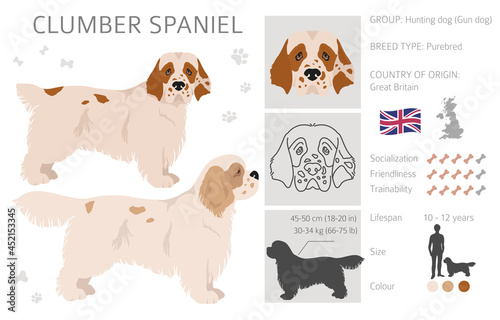 Cirneco dell Etna, Sicilian hound clipart. Different poses, coat colors set