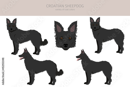 Croatian sheepdog clipart. Different poses, coat colors set