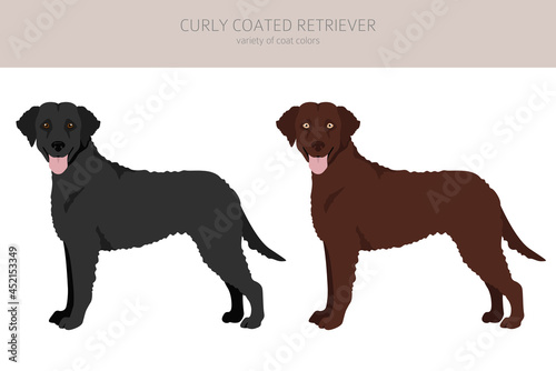 Curly coated retriever clipart. Different poses, coat colors set