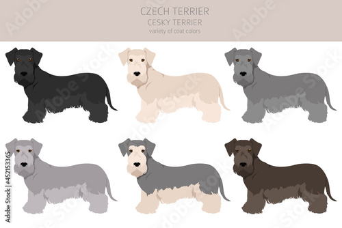 Czech terrier clipart. Different poses, coat colors set