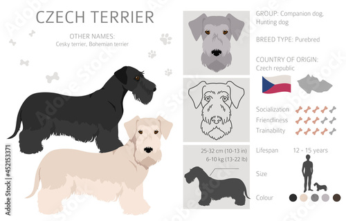 Czech terrier clipart. Different poses, coat colors set