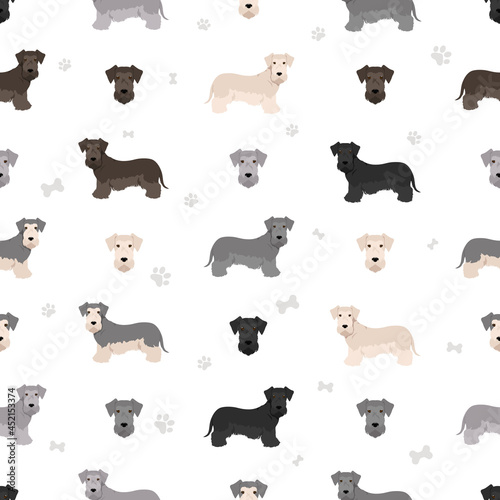 Czech terrier seamless pattern. Different poses, coat colors set