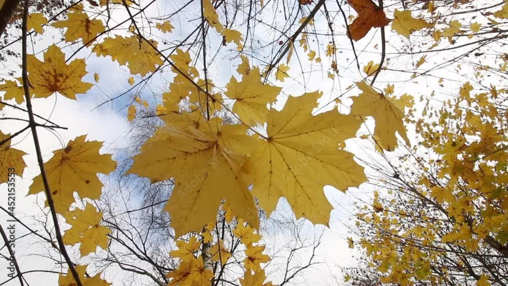 The wind flutters the yellow leaves of the maple. Against the background of the blue sky. Close-up shot. The wind flutters the yellow leaves of the maple. Against the background of the blue sky. Close-up shot.
