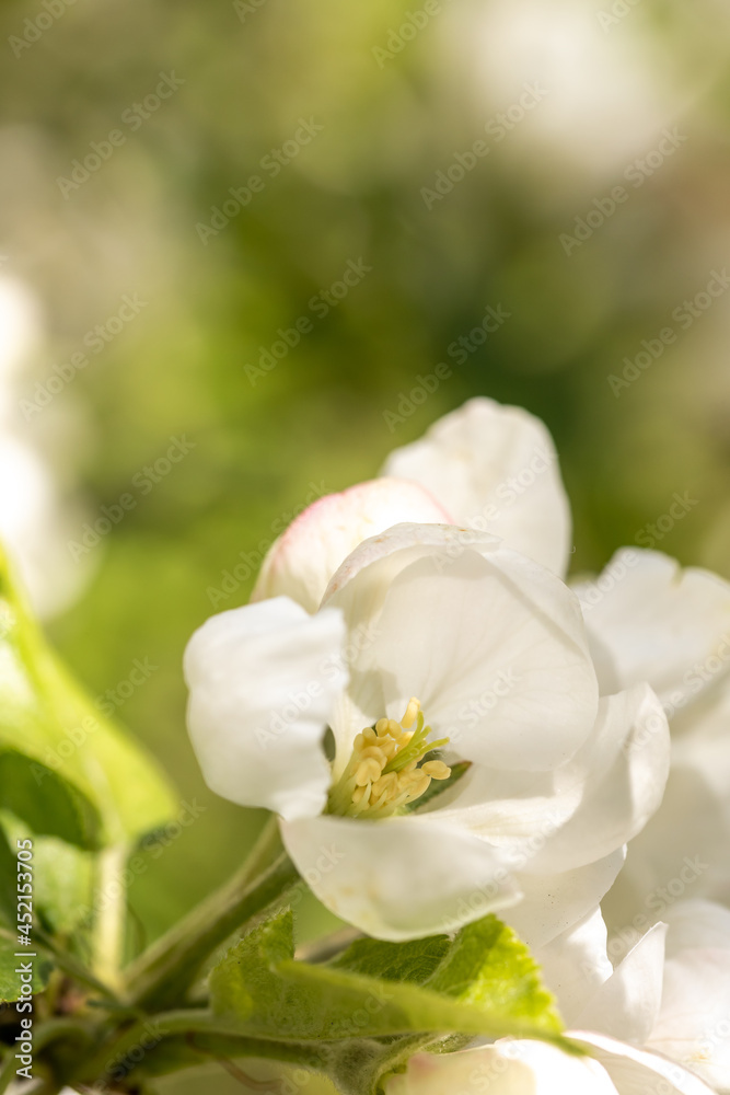 Apple blossom branch of flowers cherry. White flower buds on a tree. Beautiful atmospheric abstract postcard with copy space.  Concept of early spring, bright happy day