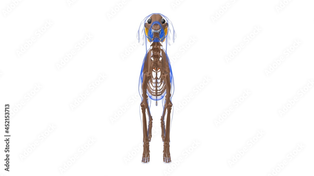 Coccygeus muscle Dog muscle Anatomy For Medical Concept 3D Illustration