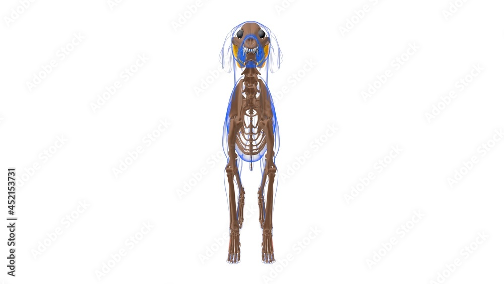 Dog muscle Anatomy For Medical Concept 3D