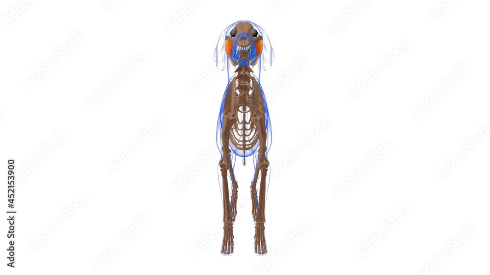 Masseter muscle Dog muscle Anatomy For Medical Concept 3D