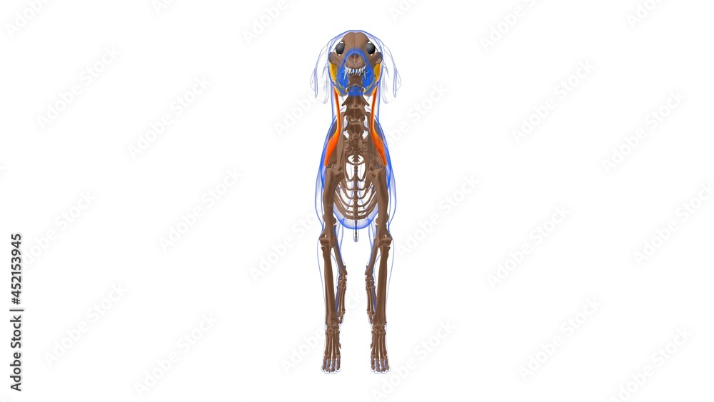 Omotransversarius muscle Dog muscle Anatomy For Medical Concept 3D