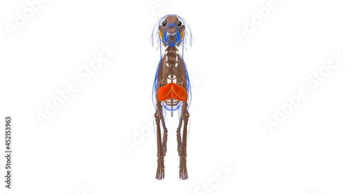 Pectoralis Superficialis muscle Dog muscle Anatomy For Medical Concept 3D
