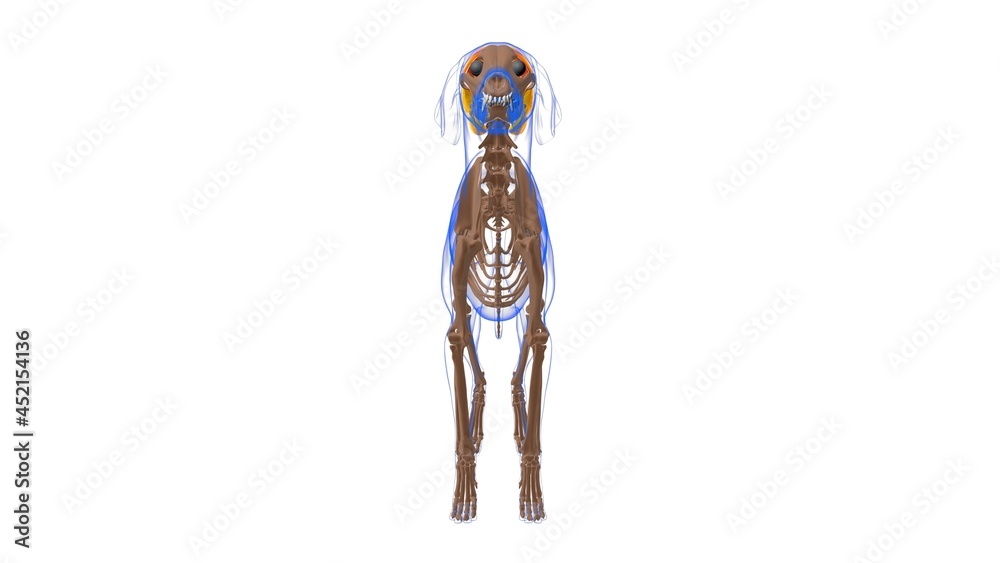 Temporalis muscle Dog muscle Anatomy For Medical Concept 3D