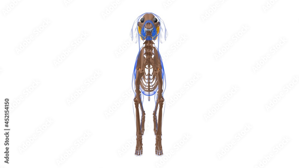 Teres Major muscle Dog muscle Anatomy For Medical Concept 3D