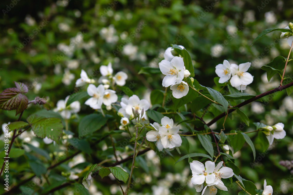 Sweet mock orange bush white flowers