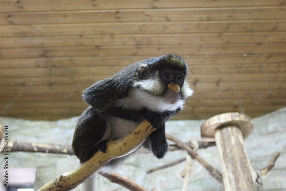Obraz premium monkey at the zoo