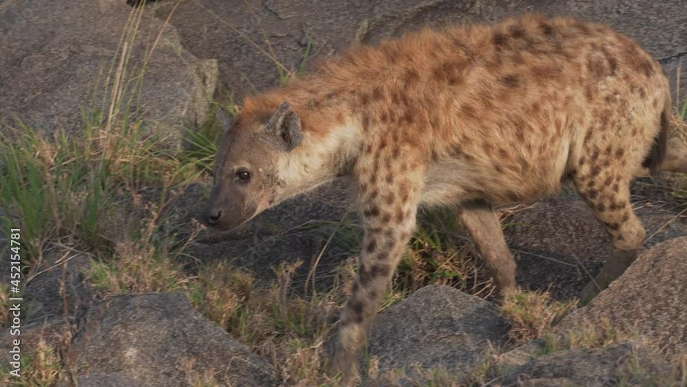 Wild hyena walking on Savanna in slow motion. African predators. Serengeti National Park, Tanzania. Africa 4K. Wild hyena walking on Savanna in slow motion. African predators. Serengeti National Park, Tanzania. Africa 4K.