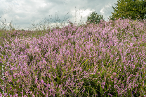 Closeup of pink flowering cross-leaved heath in a Dutch nature reserve. It is a cloudy day in the summer season.