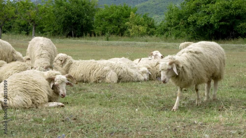 A herd of sheep grazes on a meadow on a hot summer day.