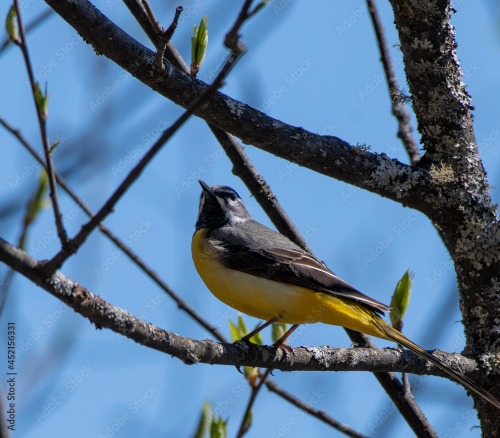 Obraz premium black capped kingfisher