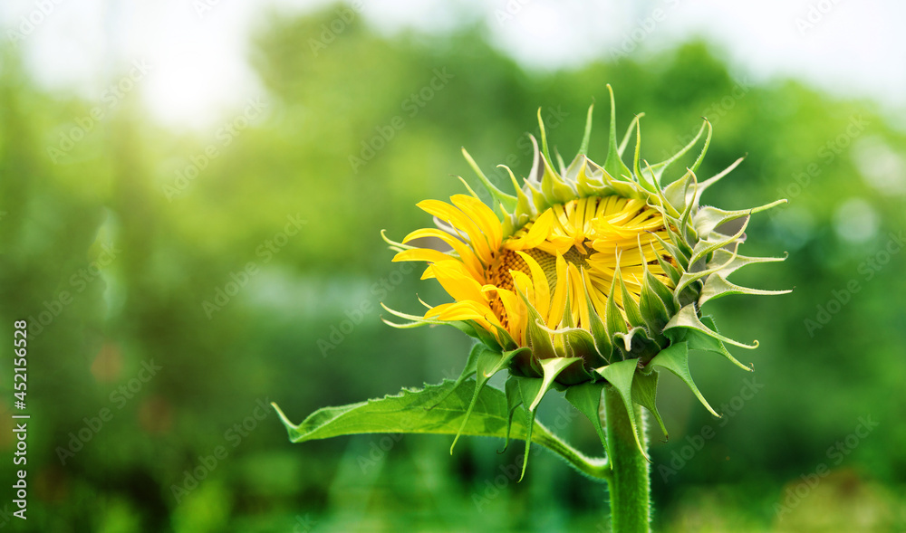new sunflowers on field at sunny day. new sunflowers on field at sunny day.