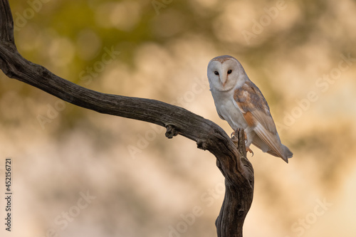 Barn owl perched on a branch with golden foliage in the background.