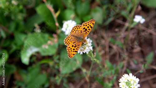 An animal, an insect and a daytime butterfly called Dostojka Latonia, found on the outskirts of Pogorzałki in Podlasie, Poland.